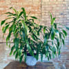 This huge plant is in a 14&rdquo; diameter pot and measures 4.5