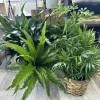 Green Plant, several varieties possible, in a wicker basket with a bow