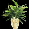 Peace lily plant in an angel ceramic pot.