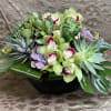 Orchids, succulents, moss and leaves are paired in this contemporary and long-lasting