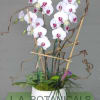 Perfect for a variety of occasions, orchids are a long-lasting blooming plant