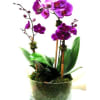 Double Phalaeonopsis orchid in clear glass cylinder with moss and bamboo