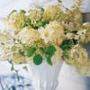 Cream and white oak leaf hydrangea and astilbe in white urn