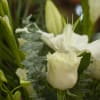 White flowers are known to stand for purity and peace, bringing light