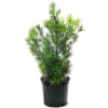 Maki Plant (with Pot)

Introduce a touch of elegance to your home with
