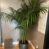 7 Gal Hi Kentia Palm
Height: 7ft
*POT INCLUDED