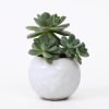 A handmade ceramic with aloe plant. Planter is is 4&quot; tall by