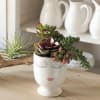 A Celfie Vase filed with succulents. The Container is 5.5 inches in