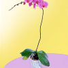 One perfect lavender potted phalaenopsis orchid plant is accented with a curling
