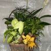 Assorted green plants situated in a wicker basket.
