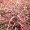 *THIS ITEM IS FOR SHIPPING ONLY - PLEASE SEE SHIPPING POLICY *

Tillandsia