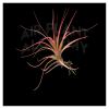 *THIS ITEM IS FOR SHIPPING ONLY - PLEASE SEE SHIPPING POLICY *

Tillandsia