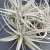 *THIS ITEM IS FOR SHIPPING ONLY - PLEASE SEE SHIPPING POLICY *

Tillandsia