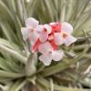 *THIS ITEM IS FOR SHIPPING ONLY - PLEASE SEE SHIPPING POLICY *

Tillandsia