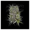 *THIS ITEM IS FOR SHIPPING ONLY - PLEASE SEE SHIPPING POLICY *

Tillandsia