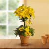 This yellow fellow is anything but mellow! Bright yellow lilies are uniquely