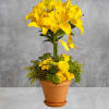 This yellow fellow is anything but mellow! Bright yellow lilies are uniquely