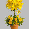 This yellow fellow is anything but mellow! Bright yellow lilies are uniquely