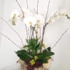 Elegant, serene....orchids are beautiful to share.