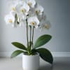 A beautiful orchid arrangement featuring three stunning Phalaenopsis orchids in a captivating