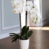 This elegant orchid arrangement showcases a cluster of pristine white phalaenopsis orchids