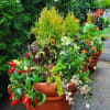 Seasonal container filled with plants and ornamental in a custom indoor/ outdoor
