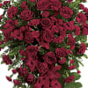 Express your heartfelt sympathies with this magnificent spray of all-red floral favorites.