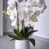 This elegant orchid arrangement showcases a cluster of pristine 4 white phalaenopsis