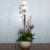 This is our 1-orchid plant. Any of the orchid plants are good