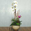 This is our 1-orchid plant. Any of the orchid plants are good