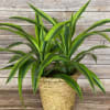 The Dracaena Lemon Lime is a short, but striking plant with bright