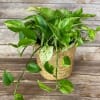 The marble queen pothos is a popular plant in the hardy pothos