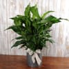 Large Peace Lily ( spathiphyllum) designed in a tin container with a
