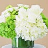 This Green and white beauty is arranged with Green and White Hydrangeas