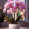 The soft pink tones of the orchids create a serene and sophisticated