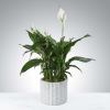 A tall reaching spathiphyllum plant, also known as a peace lily, set