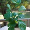 This stunning Fiddle Fig is immaculate with its huge, green leaves! 