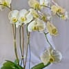 The Phalaenopsis Orchid is like a butterfly in flight. They represent feminine