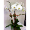 The Phalaenopsis Orchid is like a butterfly in flight. They represent feminine