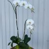 An elegant and creative display of orchids. 