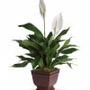 The graceful spathiphyllum plant with its snowy white flowers is a familiar