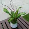 A green plant with Curly willow accents in a keepsake ceramic container.
