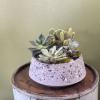 A petite and lovely mix of cactus and succulents in a cement