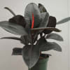 Standard Rubber Tree - 8&quot; Pot Deluxe Rubber Tree - 10&quot; Pot