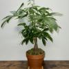 Money Tree planted in 7&quot; clay pot with saucer, the plant is