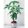Item No: plant07

A Pachira (money tree) arrives in a lightweight and contemporary