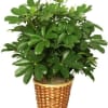 This is a green schefflera plant in a wicker basket and will