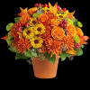 Autumnal colors are nestled together with brilliant fall leaves to create a