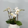 A small white orchid plant that is gorgeous and will be admired