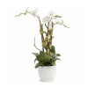 The Phalaenopsis Orchid is like a butterfly in flight. They represent feminine